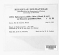 Sphenospora pallida image